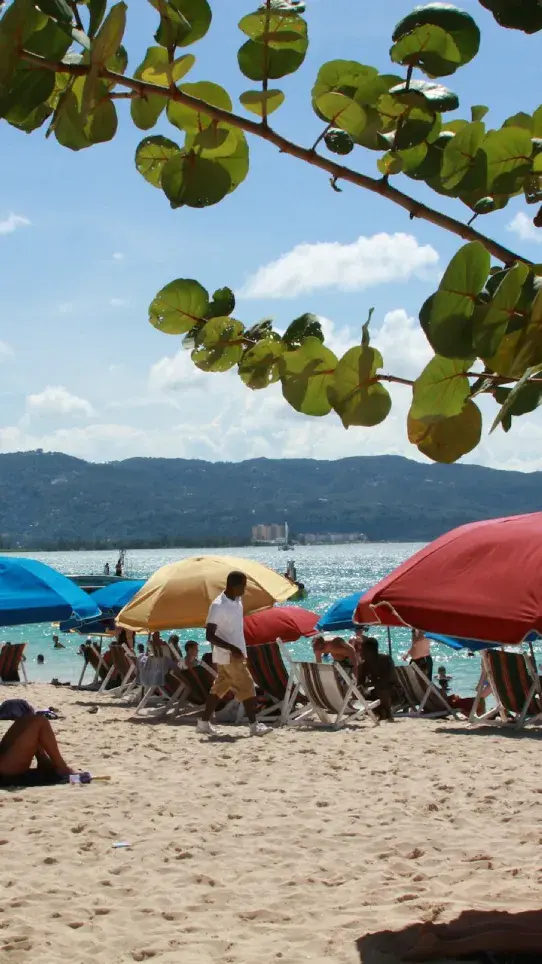 Palm trees along a tropical Jamaican shoreline