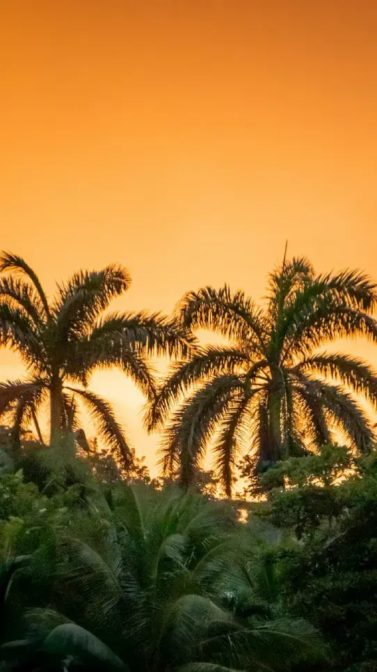 Palm trees silhouetted against an orange sunset