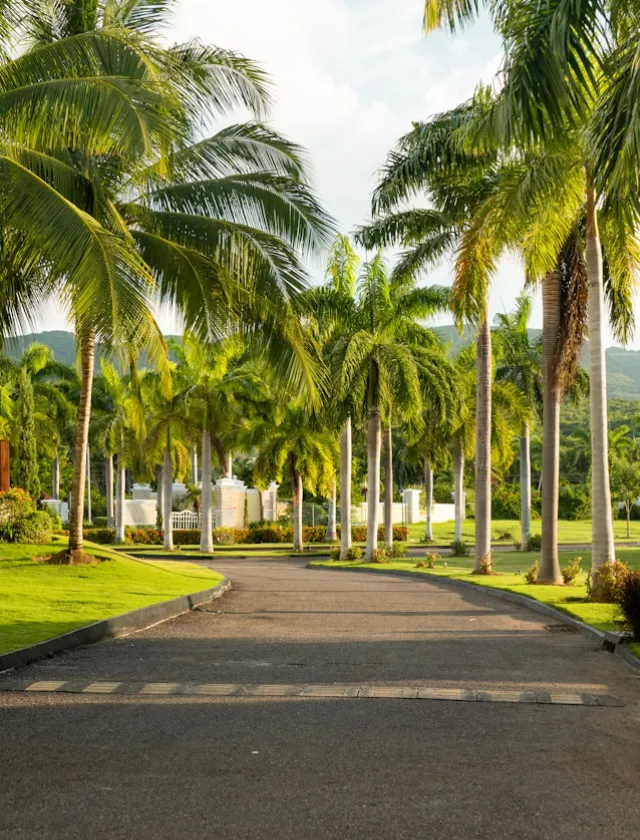 Palm-lined driveway of embassy