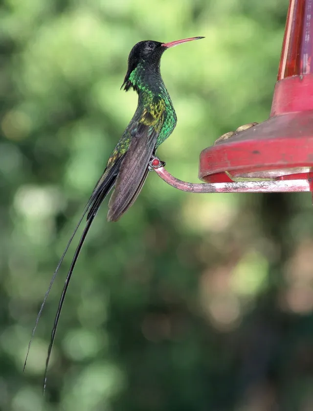 Streamertail hummingbird on a feeder